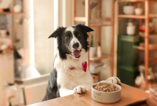 comida casera border collie