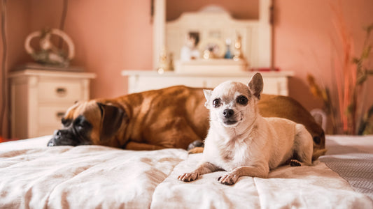 epilepsia perros chihuhahuas