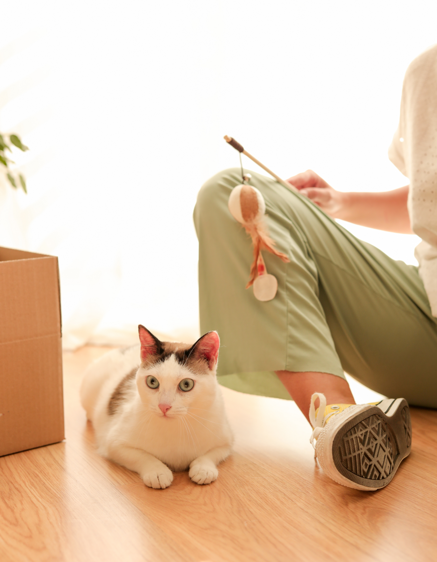 Accesorios para mascotas