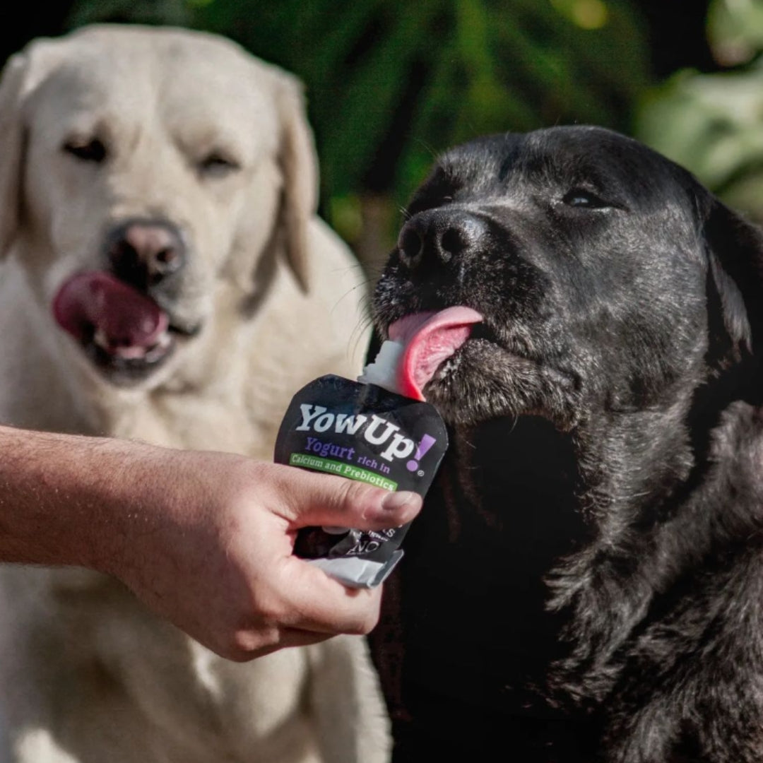 Yow Up yogur natural sin lactosa - Prebiótico para perro