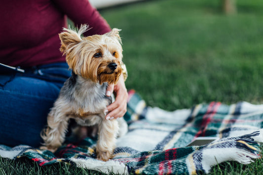 La mejor comida casera para yorkshire terrier