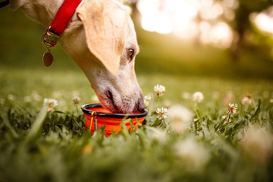 Beneficios de la comida cocinada para perros en verano