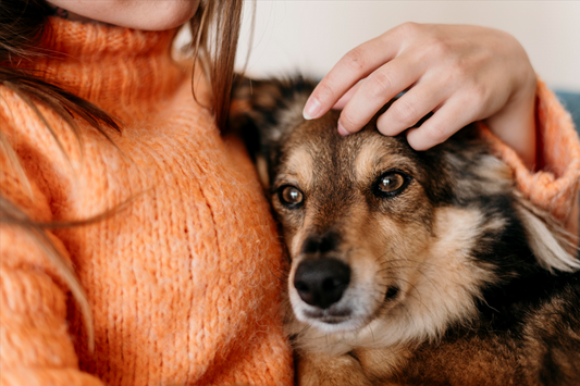 Alimentos que debes evitar dar a tu perro en Navidad