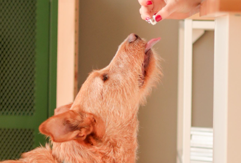 Los mejores premios para perros