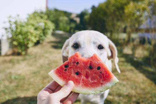 ¿Por qué mi perro come menos en verano?