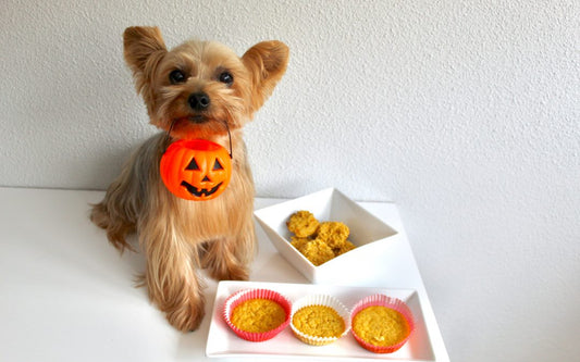 recetas galletas calabaza perros