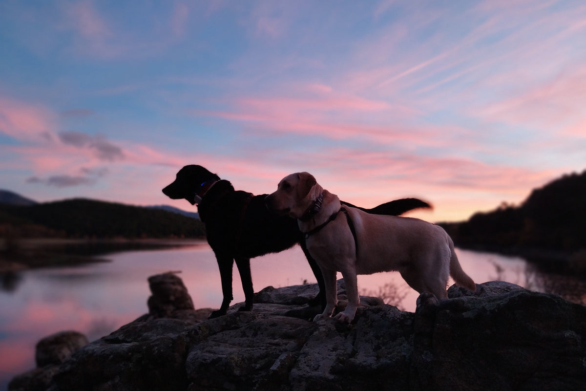 Cuidar a quien te cuida: el bienestar de los perros en familia