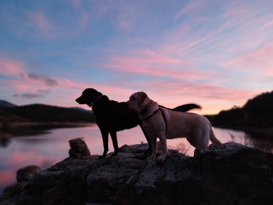 Cuidar a quien te cuida: el bienestar de los perros en familia