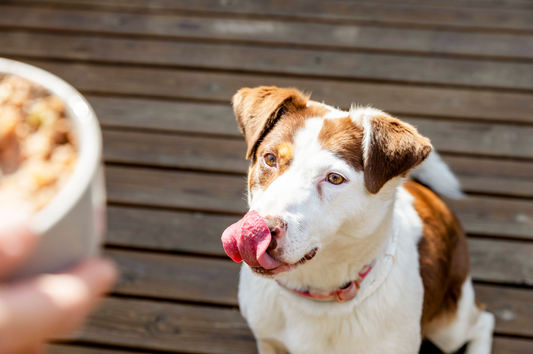 Razas de perros medianos