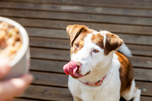 razas de perros medianos