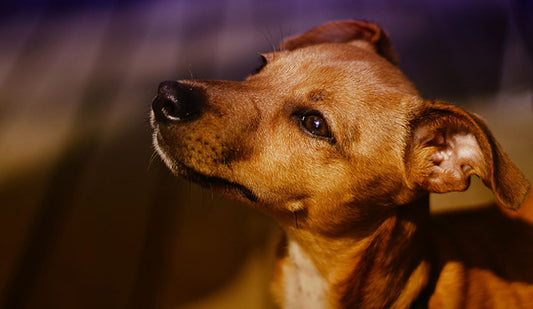 Qué mezcla de razas es mi perro mestizo