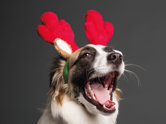10 Ideas de Regalos de Navidad para Perros