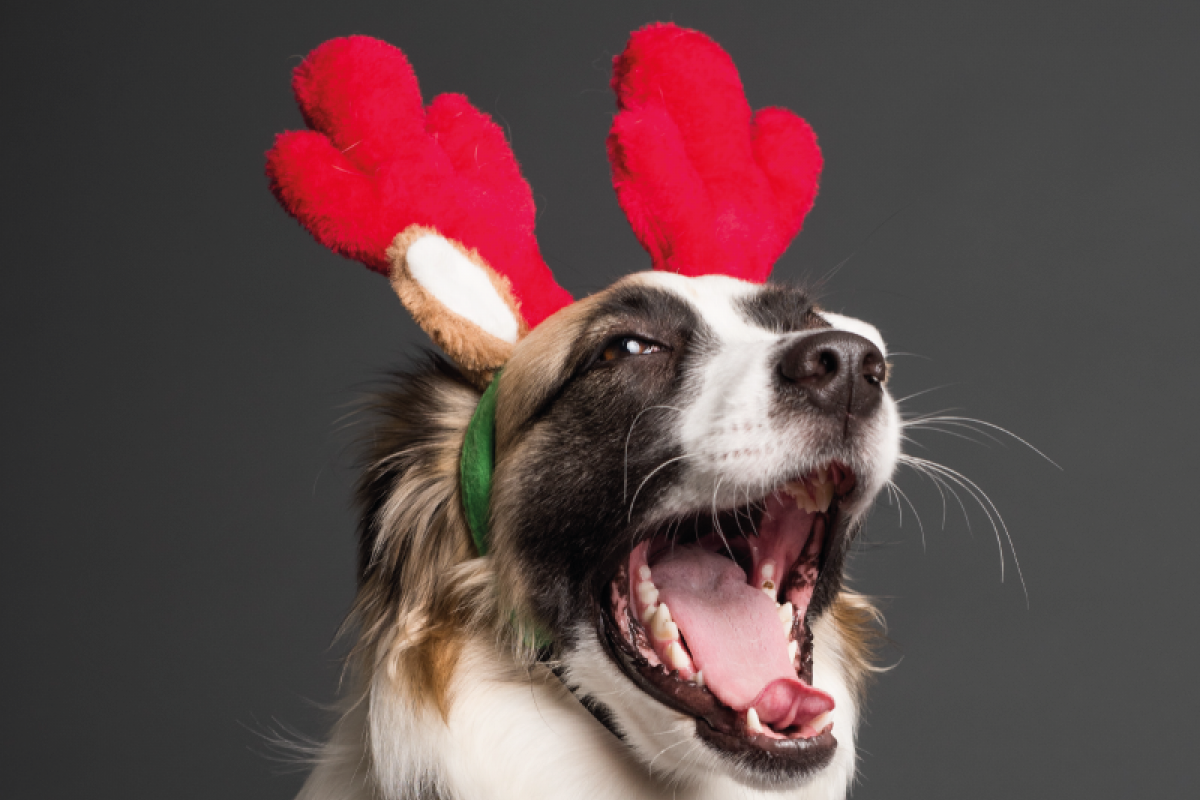 Mejores regalos para perros | Navidad 2025