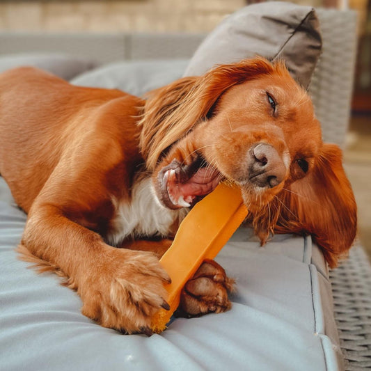 tipos mordedores para perros