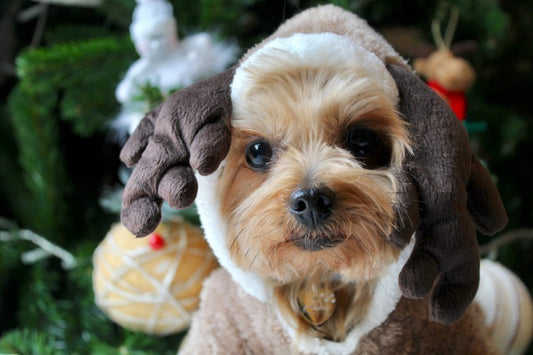 Menú para perros en navidad