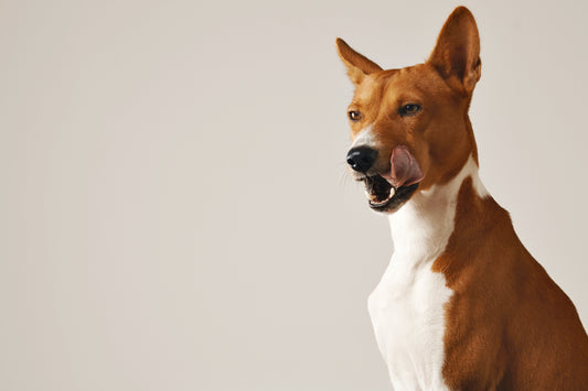 Causas de la Regurgitación en Perros