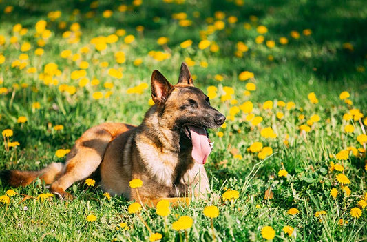 Alimentación natural para perros en primavera