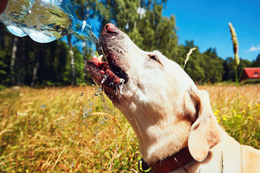 Comida para perros en verano