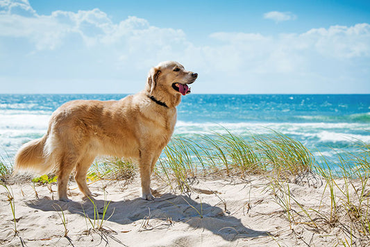 ¿Cómo afecta el calor a los perros?