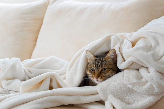 Gripe en gatos: síntomas, tratamiento y prevención