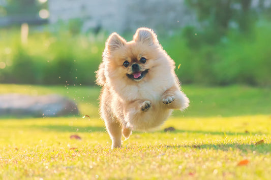 pomerania toy