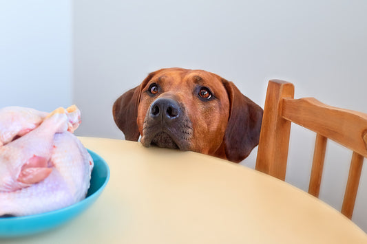 carne de pollo para perros