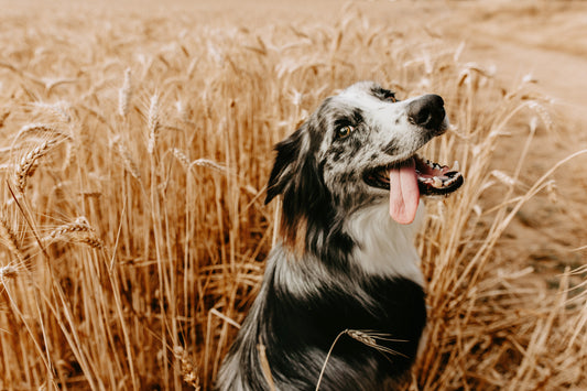 cereales para perros