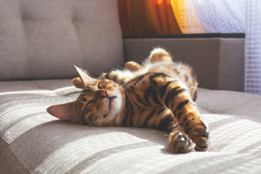 ¿Cuántas horas duerme un gato? Etapas y necesidades