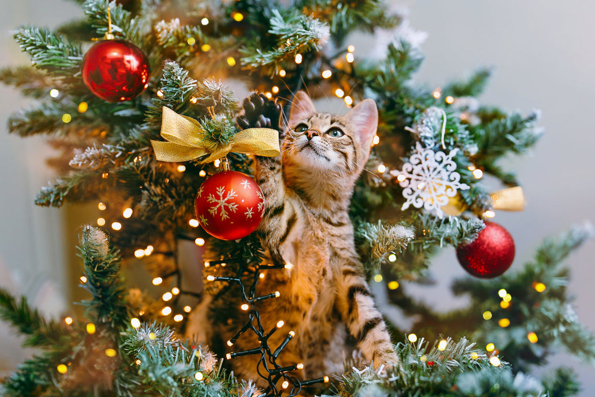 Ideas de regalos de Navidad para gatos