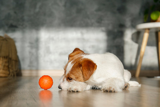 suplementos anemia perros