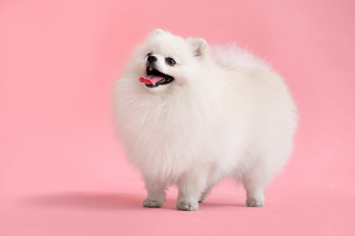 Pomerania blanco: belleza y cuidados esenciales