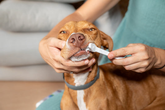 Suplementos para la higiene dental en perros