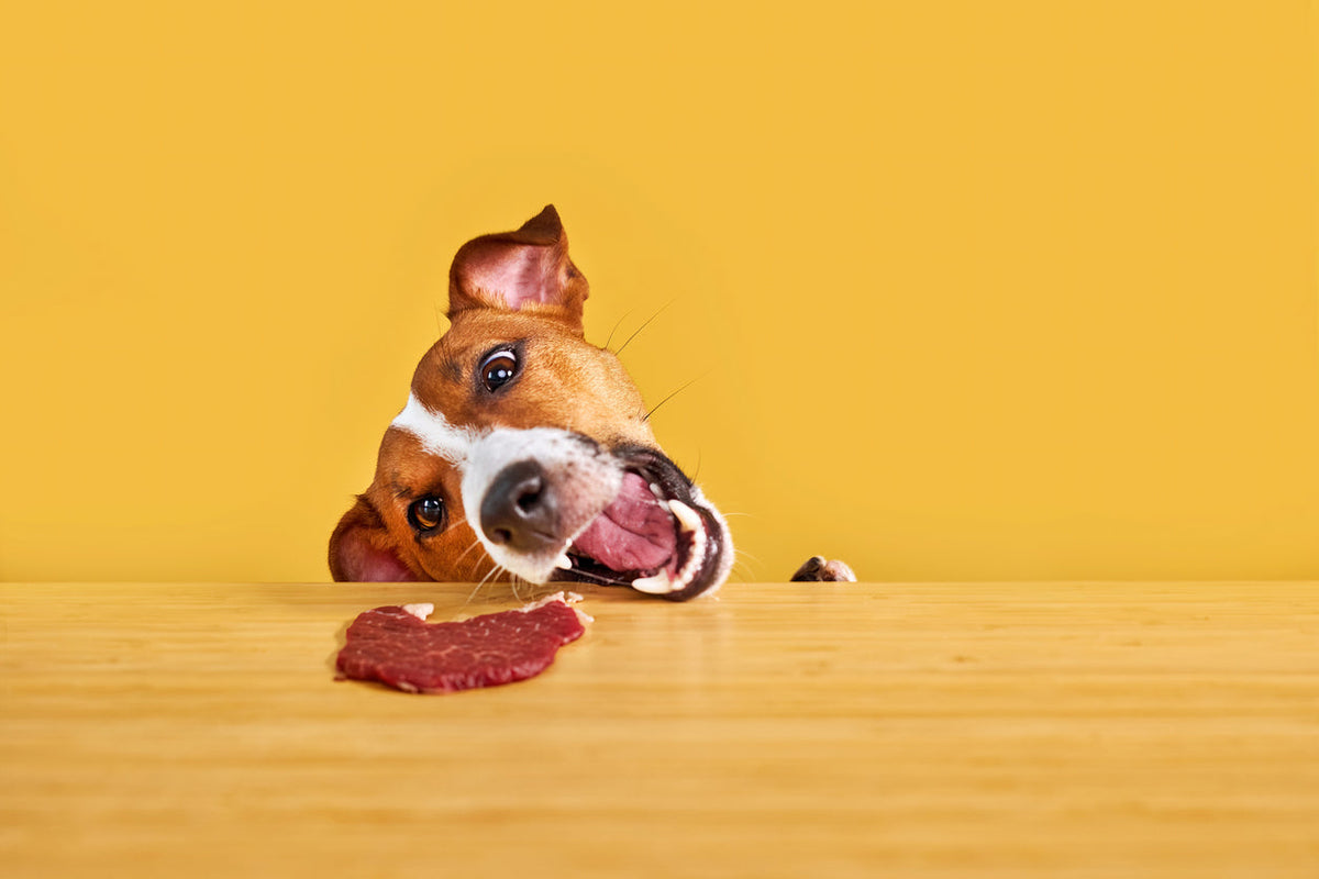 ¿Puede comer carne de ternera un perro? Guía completa y beneficios