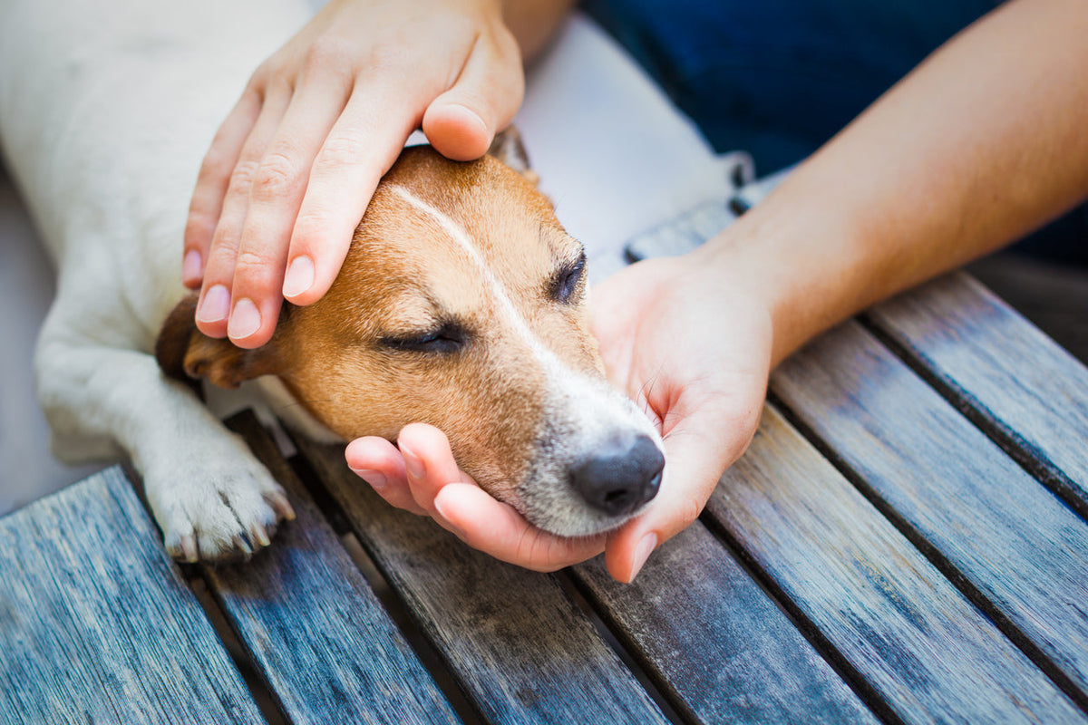Cómo mejorar la flora intestinal de tu perro de forma natural y efectiva