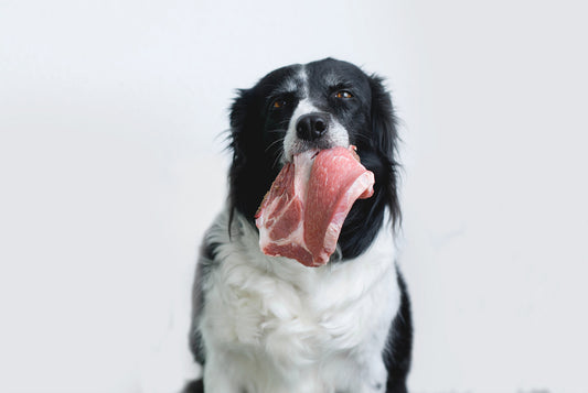 ¿Puede comer cerdo los perros?