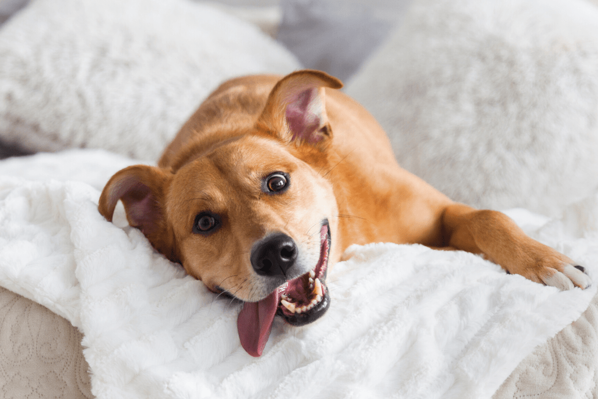 Perros mestizos: guía completa