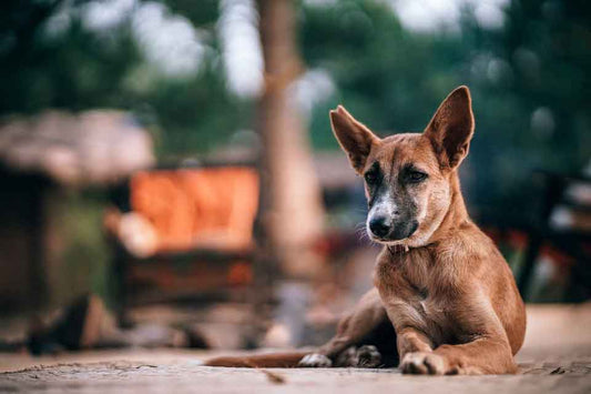 Ventajas perro mestizo