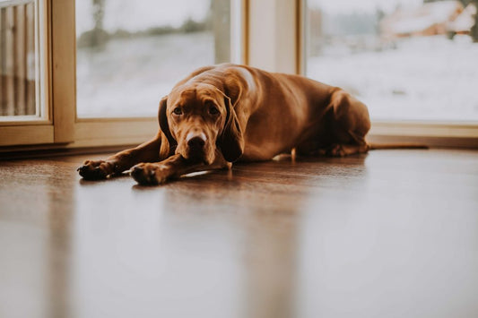 Todo sobre la epilepsia idiopática en perros