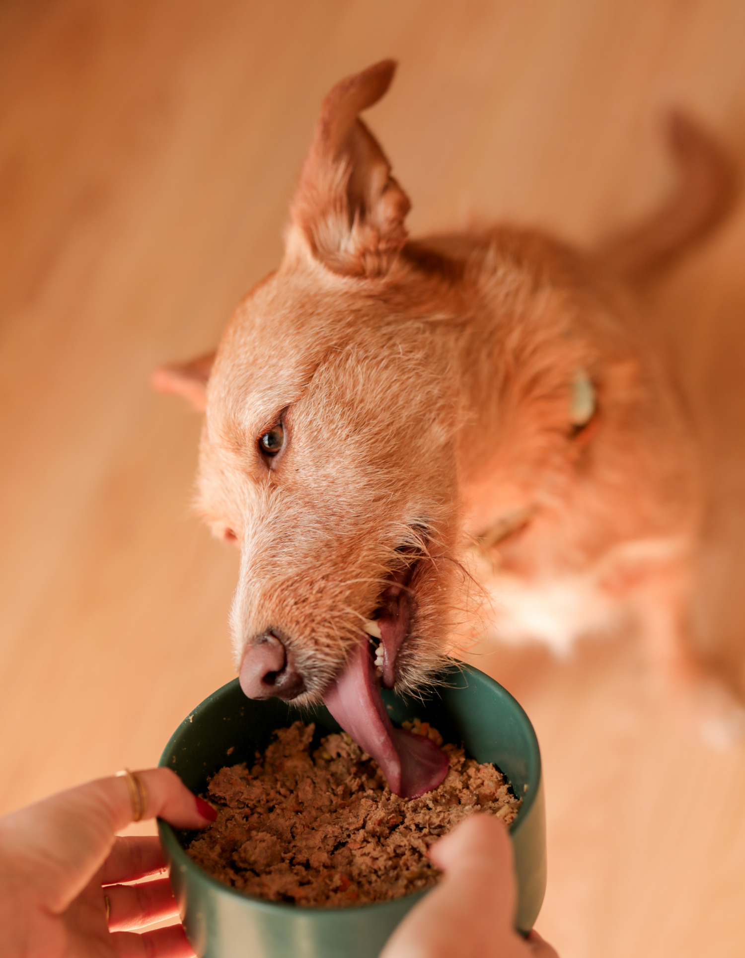 Comida natural para perros