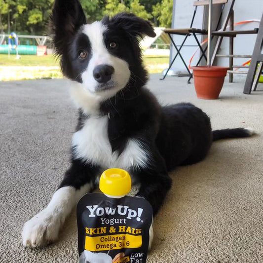 Yow Up yogur para perro con salmón - especial piel y pelo